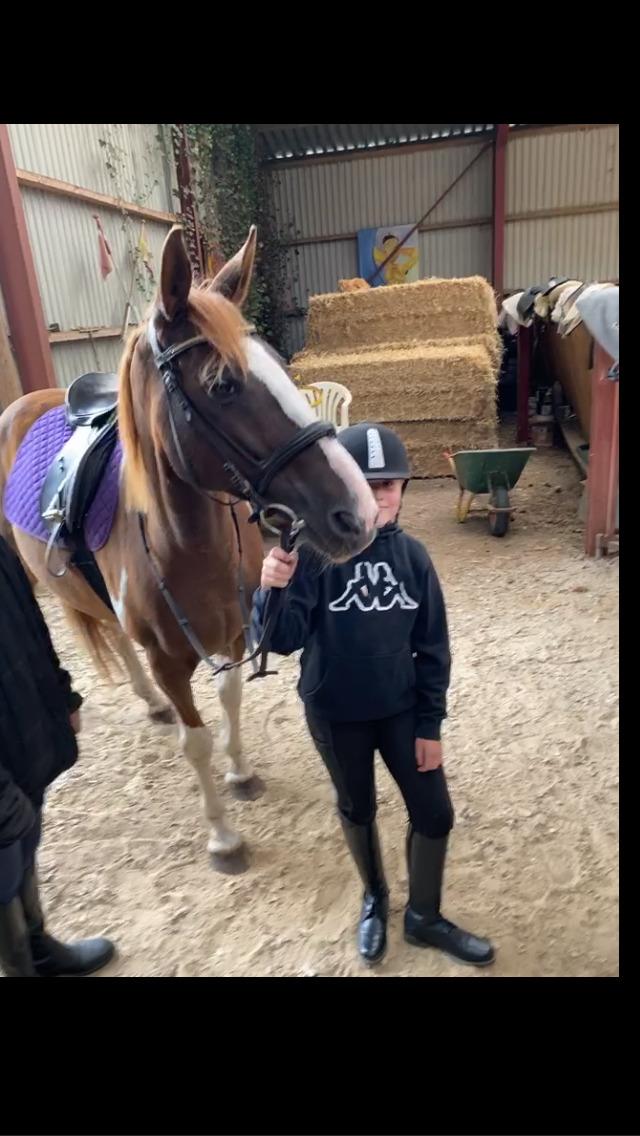 Belgisk varmblod Camouflage (til daglig tale cammo) billede 3