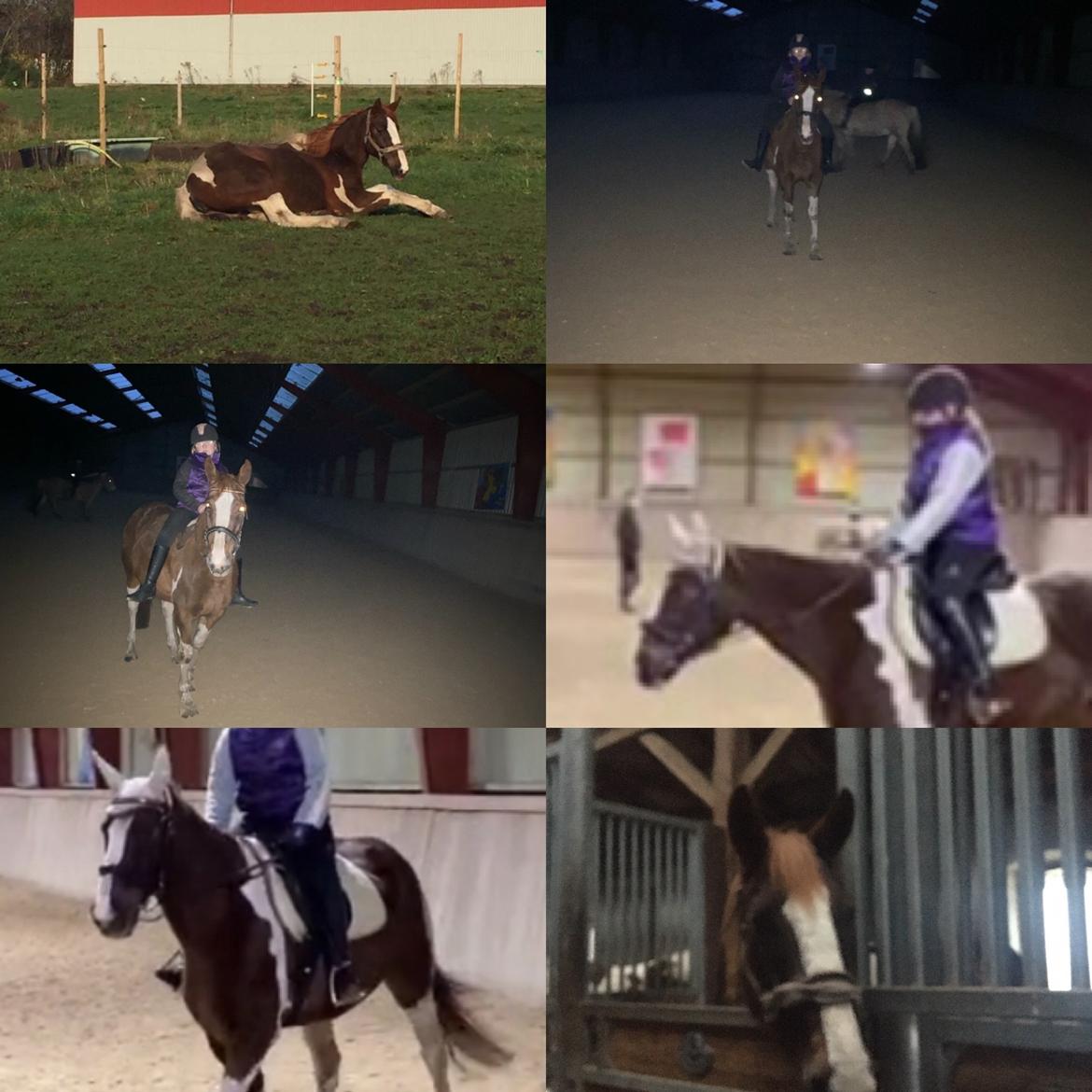 Belgisk varmblod Camouflage (til daglig tale cammo) billede 4