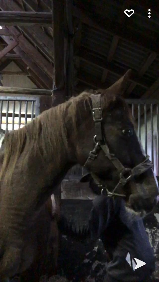 Belgisk varmblod Camouflage (til daglig tale cammo) billede 2