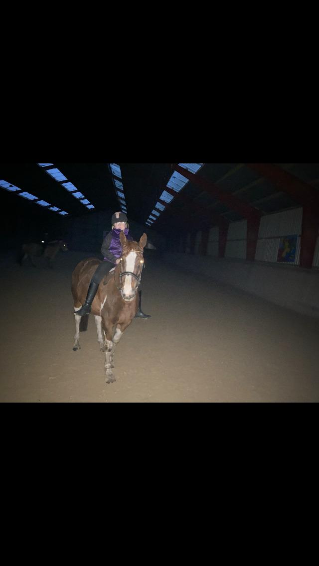 Belgisk varmblod Camouflage (til daglig tale cammo) billede 5