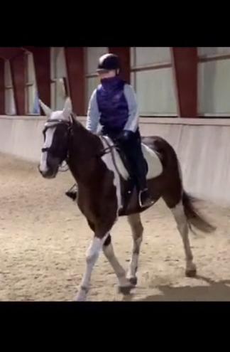 Belgisk varmblod Camouflage (til daglig tale cammo) billede 6