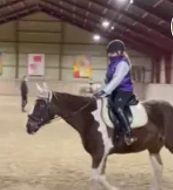 Belgisk varmblod Camouflage (til daglig tale cammo) billede 7