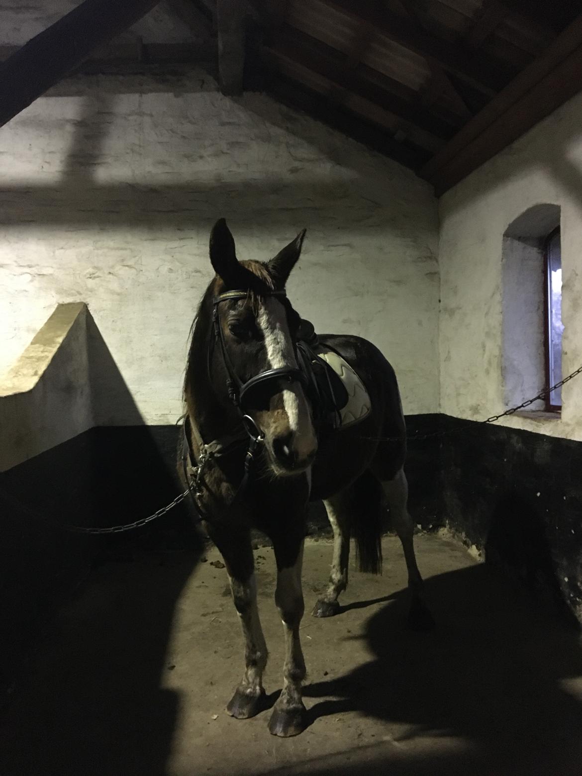 Belgisk varmblod Camouflage (til daglig tale cammo) billede 8