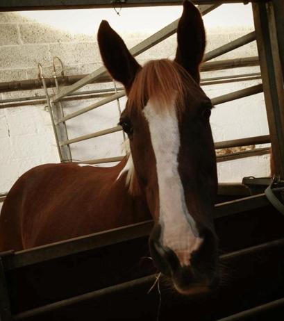 Belgisk varmblod Camouflage (til daglig tale cammo) billede 10