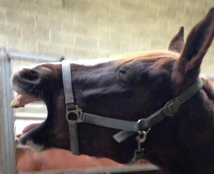 Belgisk varmblod Camouflage (til daglig tale cammo) billede 11