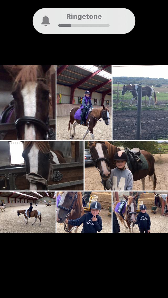 Belgisk varmblod Camouflage (til daglig tale cammo) billede 12