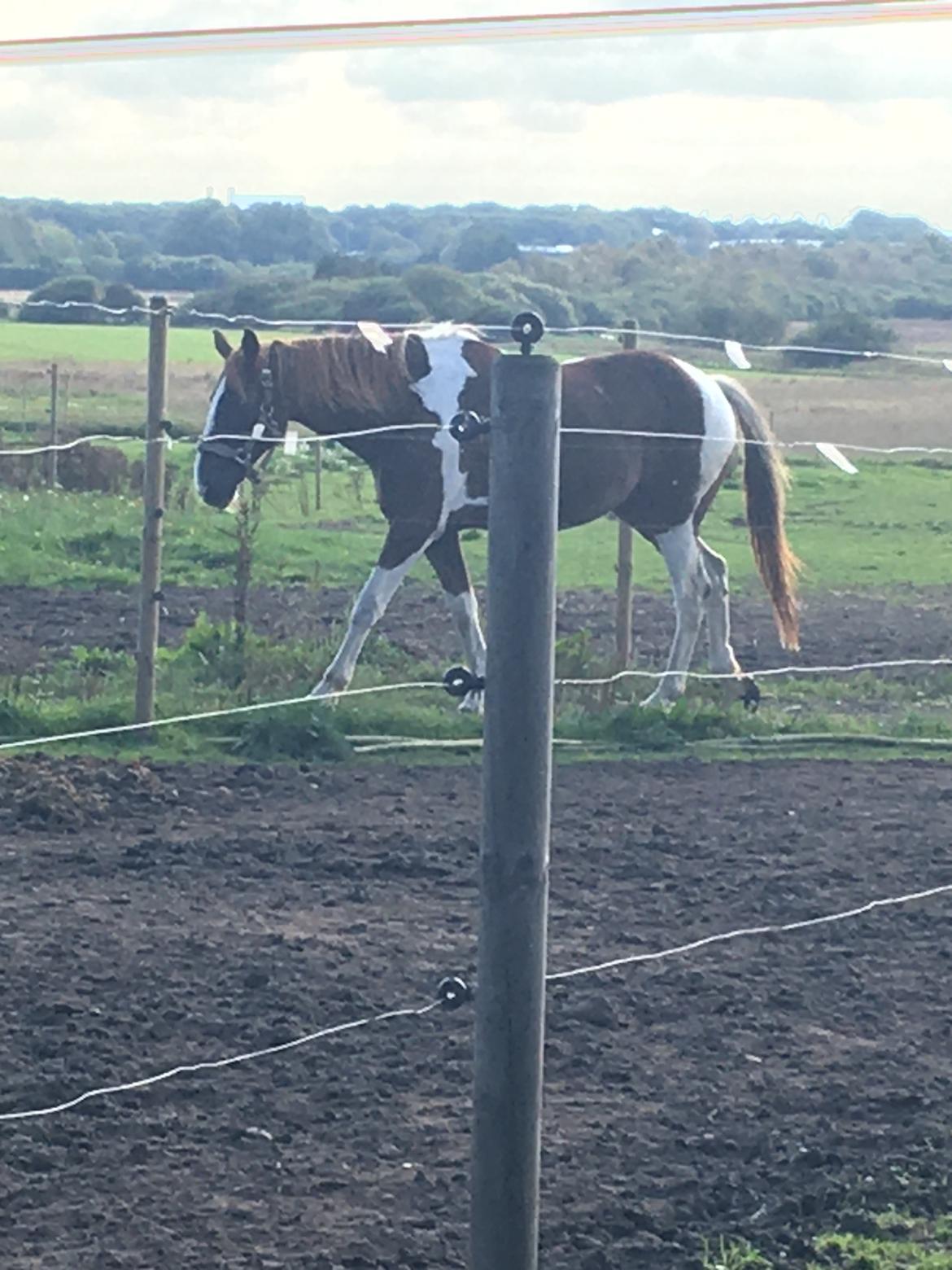 Belgisk varmblod Camouflage (til daglig tale cammo) billede 13