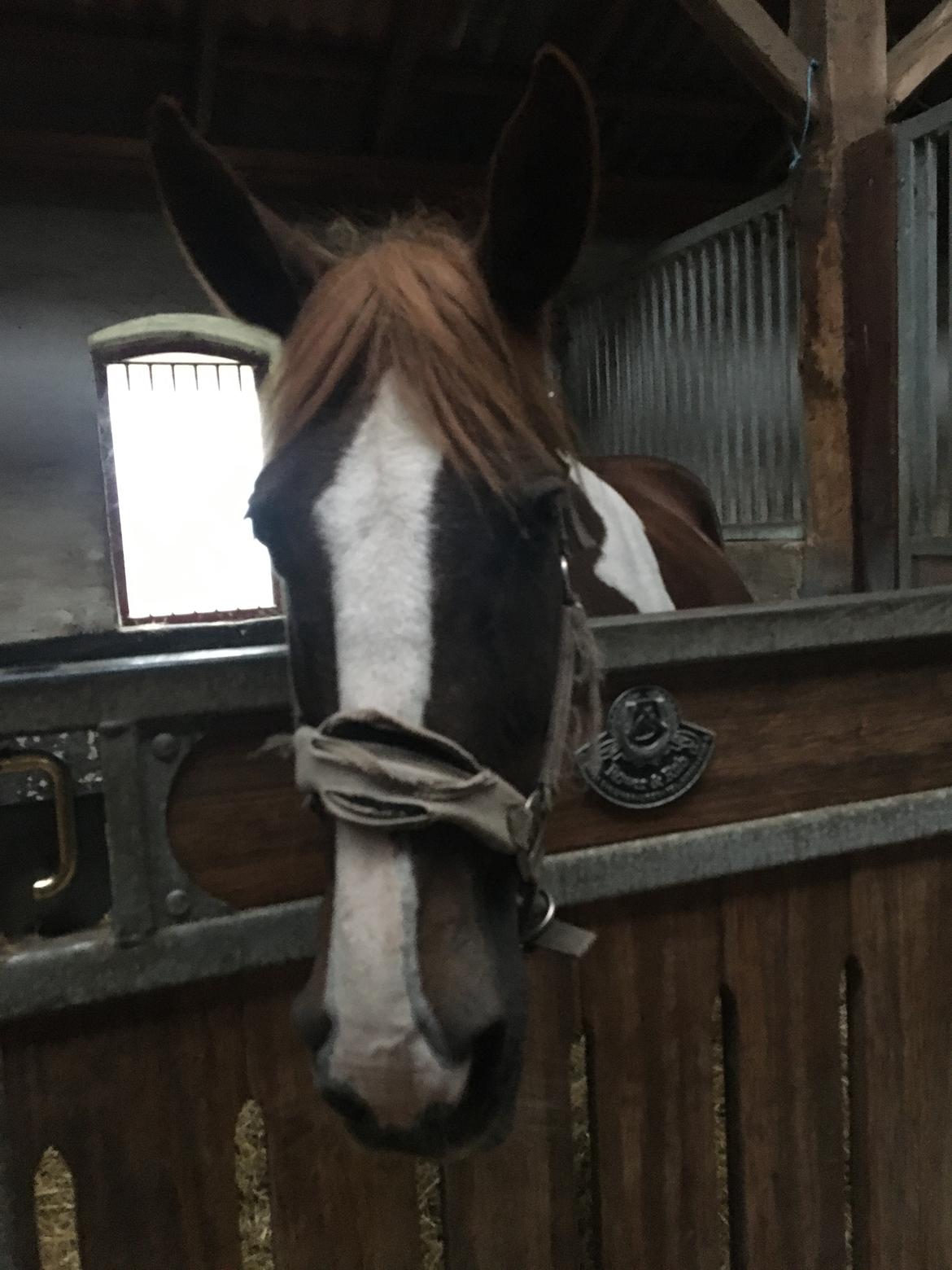 Belgisk varmblod Camouflage (til daglig tale cammo) billede 14