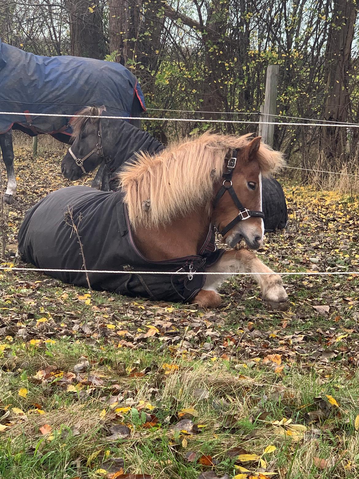 Islænder Rauðblesa fra grydegaard billede 8