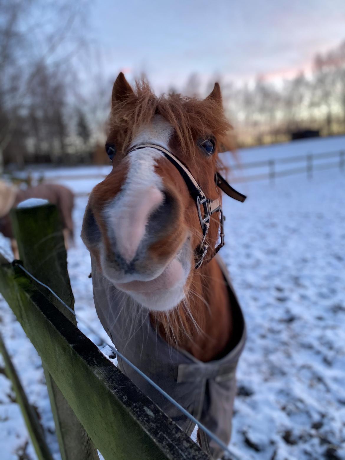 Anden særlig race Ellekjærgård's Angel billede 3