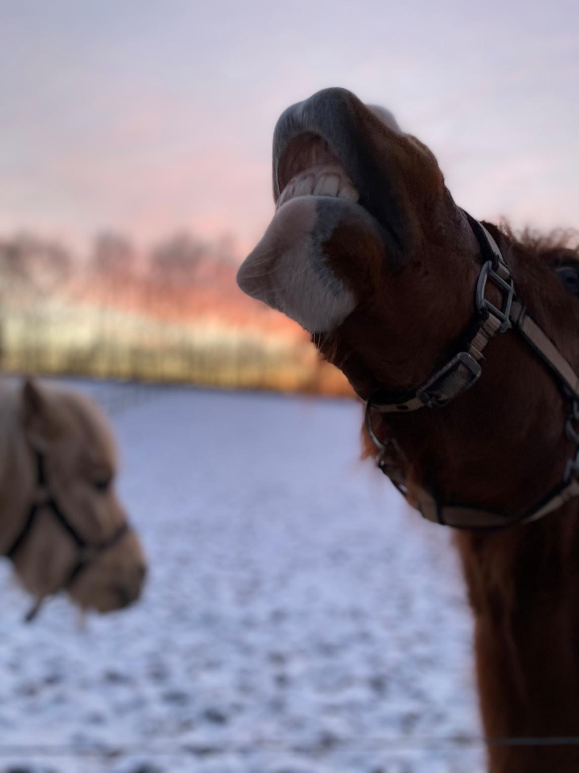 Anden særlig race Ellekjærgård's Angel billede 4