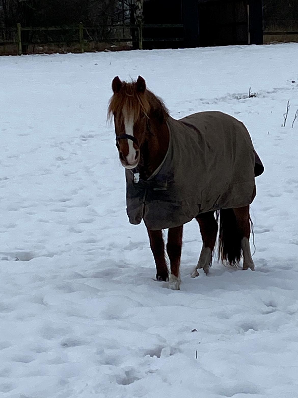 Anden særlig race Ellekjærgård's Angel billede 5