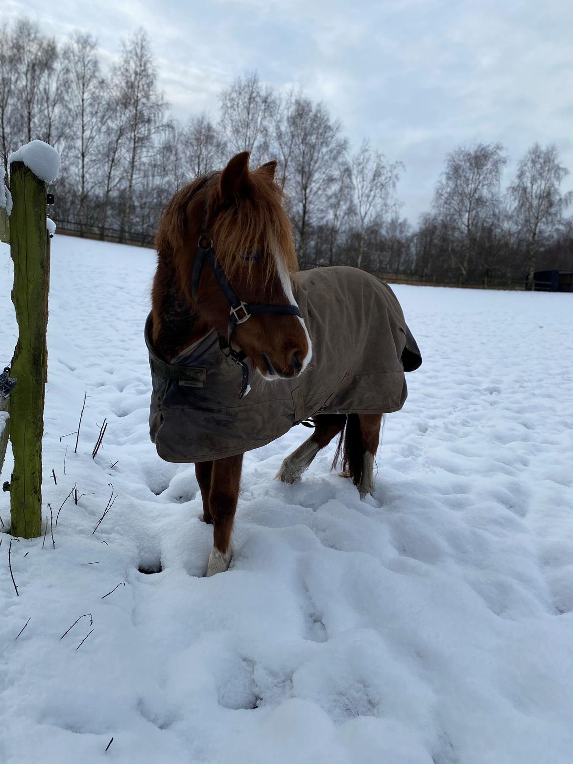 Anden særlig race Ellekjærgård's Angel billede 7