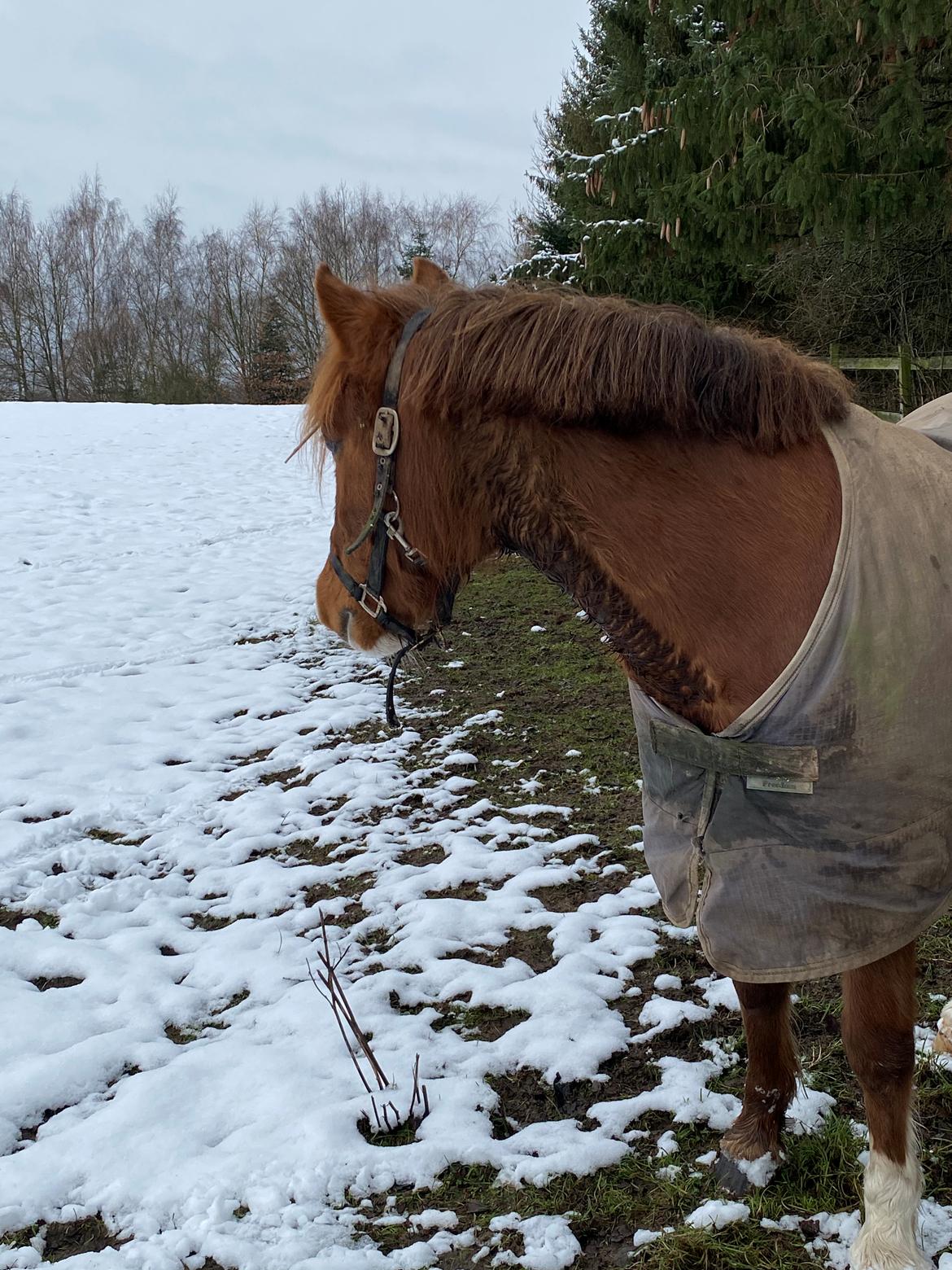 Anden særlig race Ellekjærgård's Angel billede 6