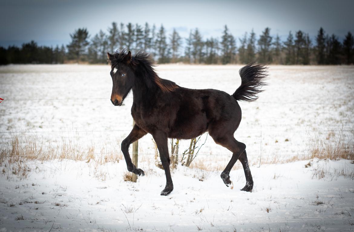 Knabstrupper Ingemanns Tahiti - 4-2-21 billede 5