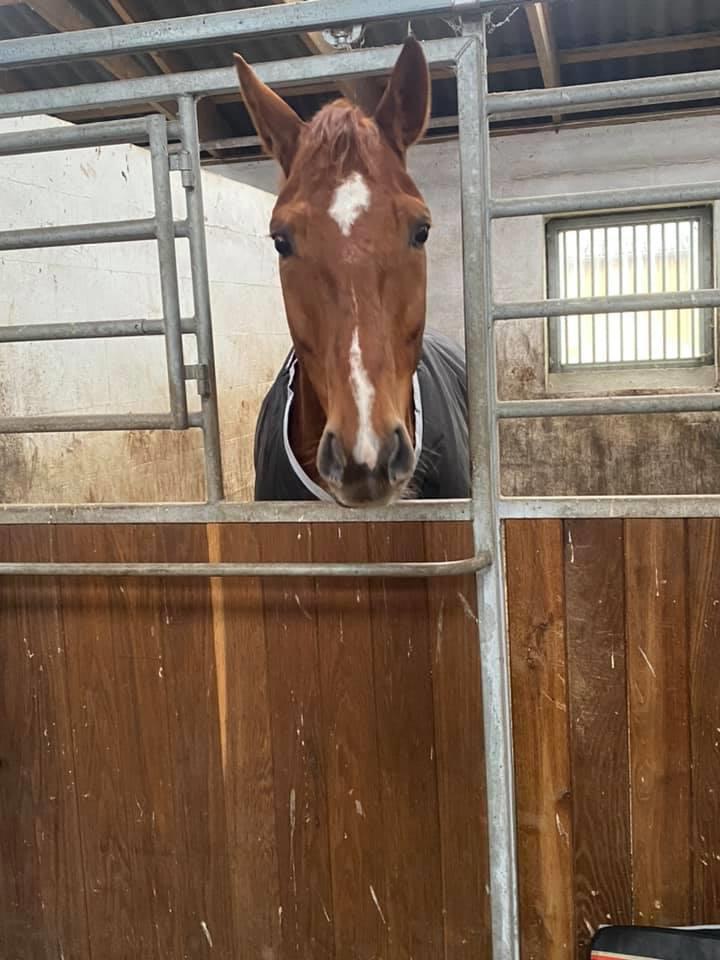 Dansk Varmblod Question Nexen billede 4