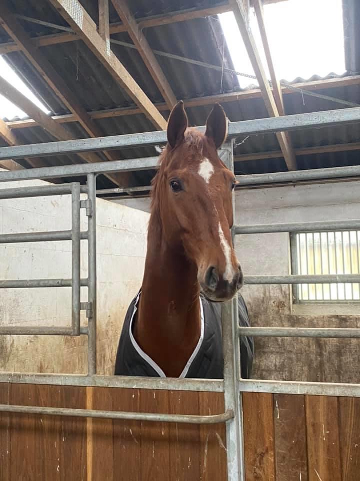 Dansk Varmblod Question Nexen billede 2