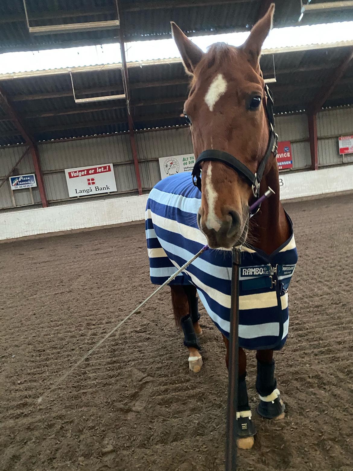 Dansk Varmblod Question Nexen billede 6