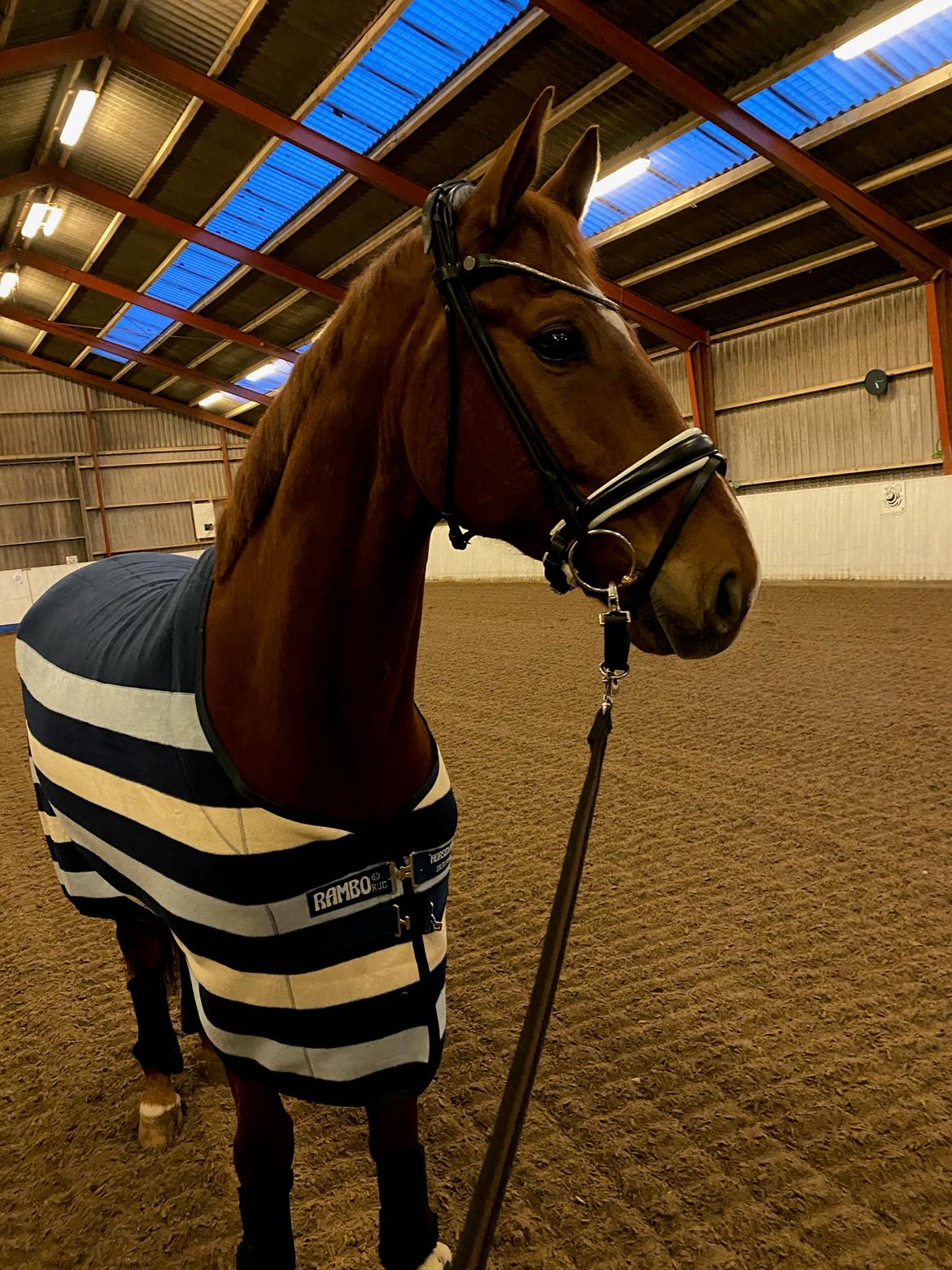 Dansk Varmblod Question Nexen billede 1