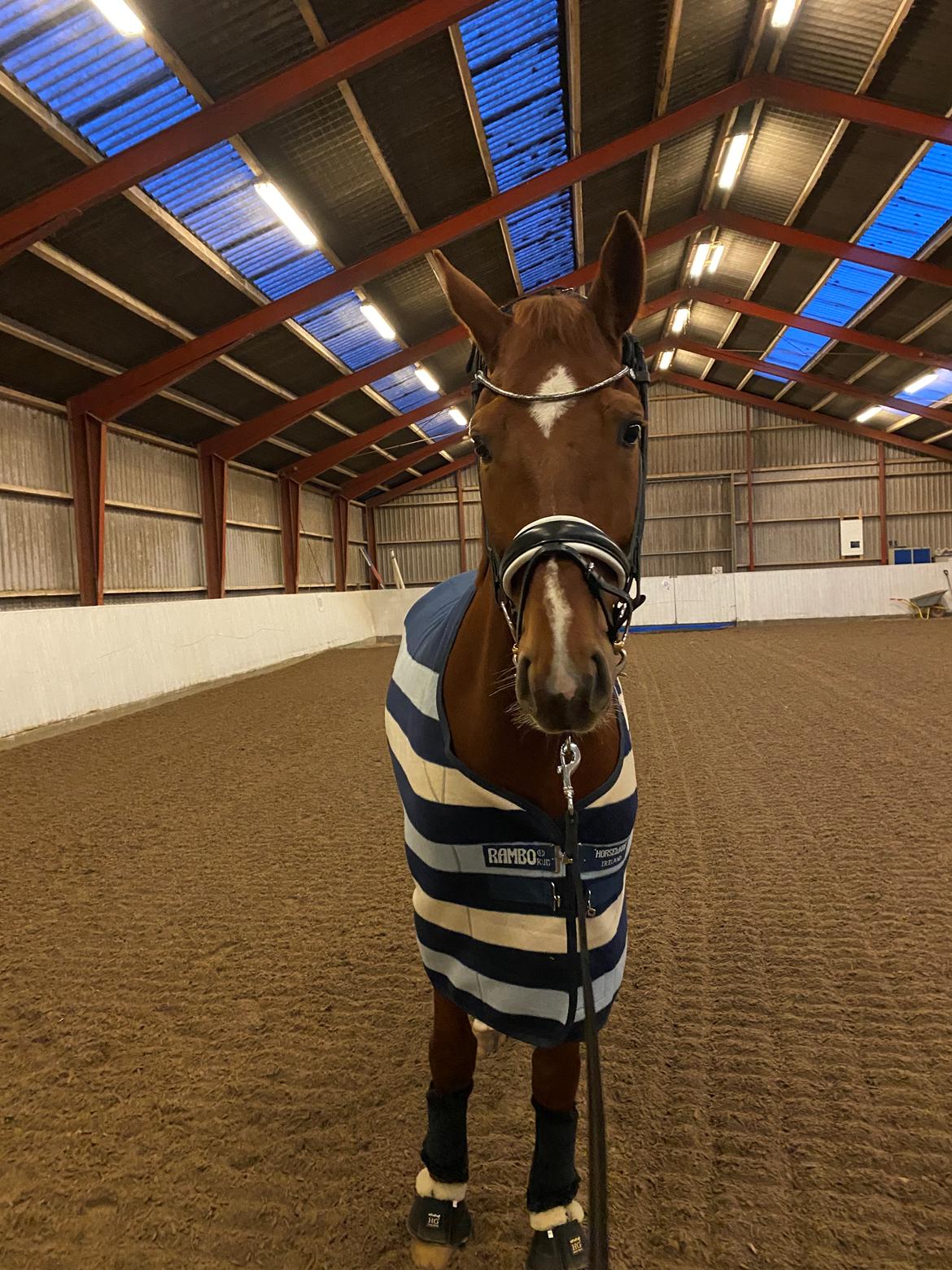 Dansk Varmblod Question Nexen billede 3