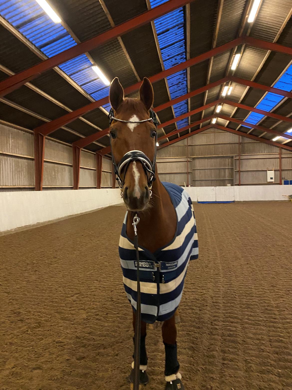 Dansk Varmblod Question Nexen billede 5