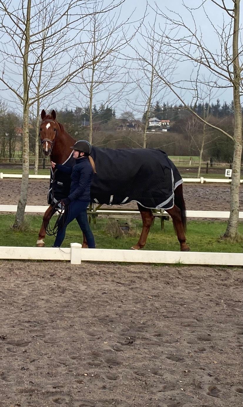 Dansk Varmblod Question Nexen billede 7