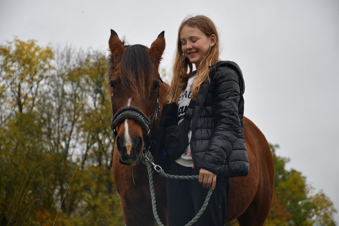 New Forest Tai tan tiki (Gamle) - Billed fra få minutter før hun tog til de evige græsmarker... billede 1