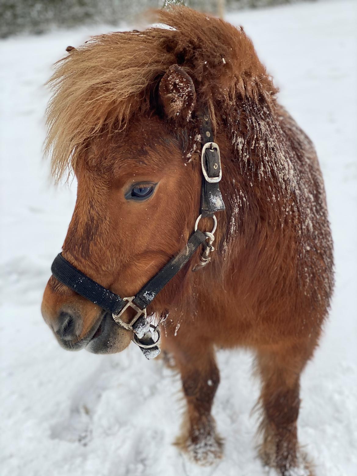 Shetlænder Skovbrynets hügo billede 6
