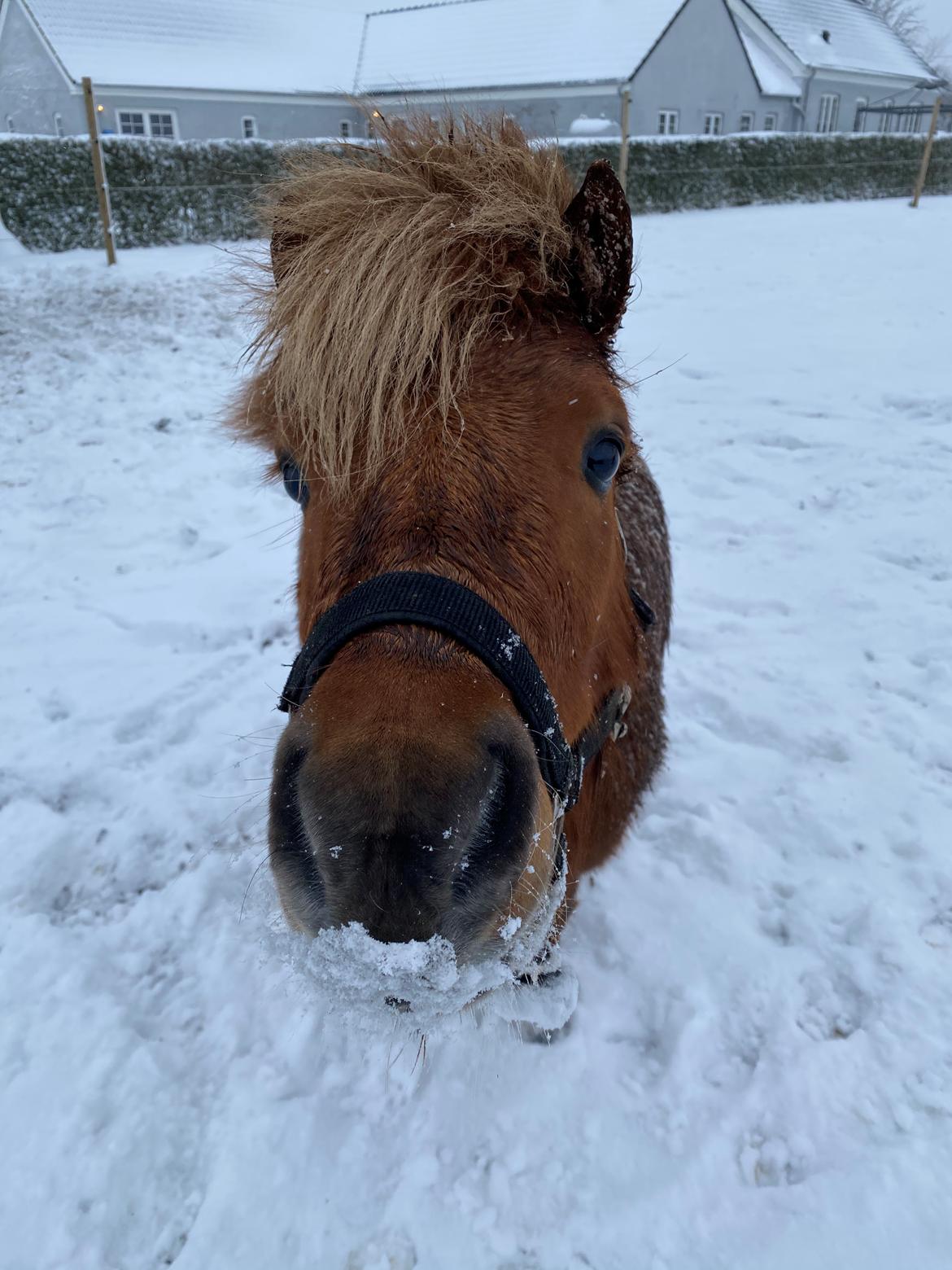 Shetlænder Skovbrynets hügo billede 7