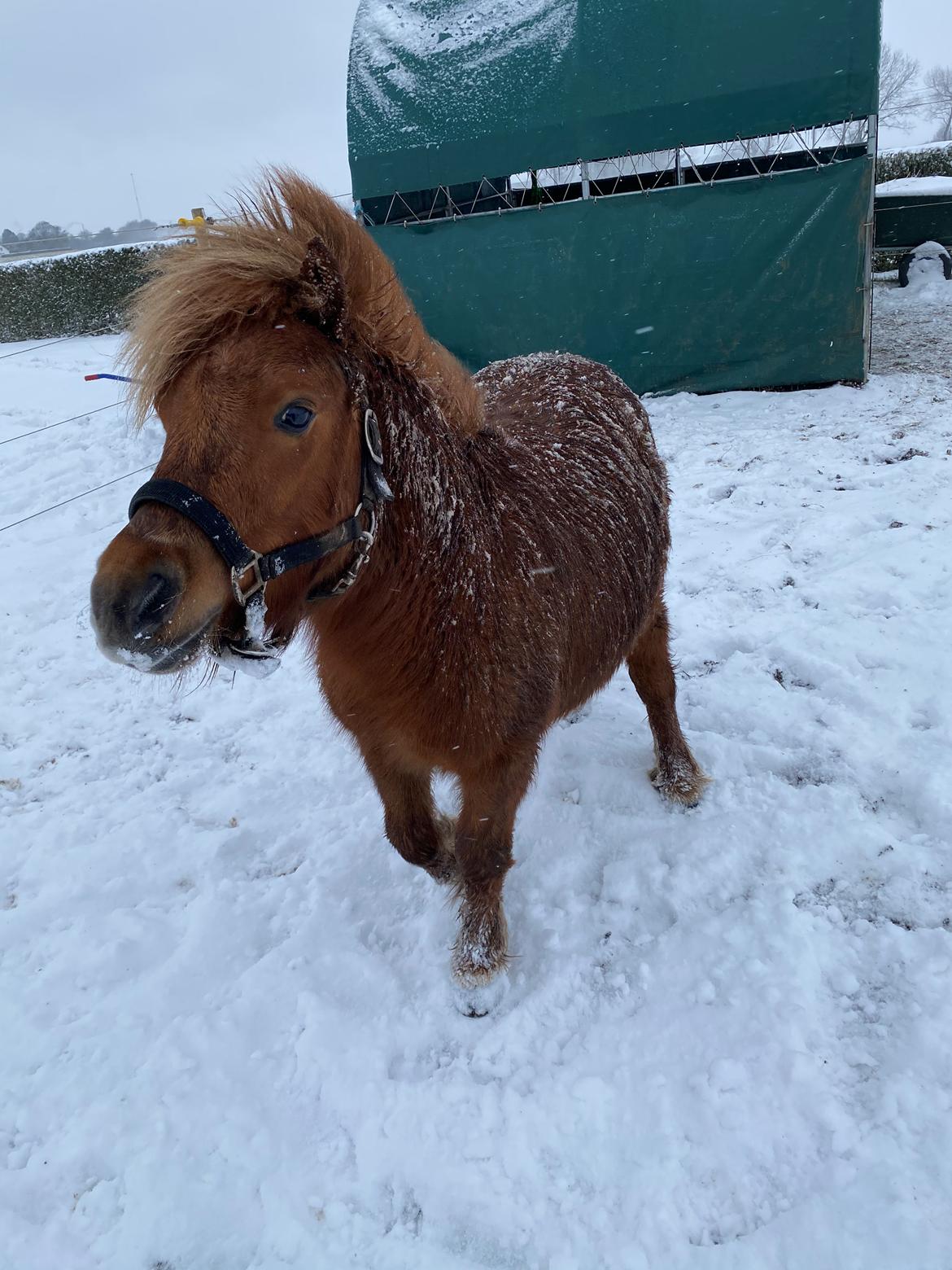 Shetlænder Skovbrynets hügo billede 8