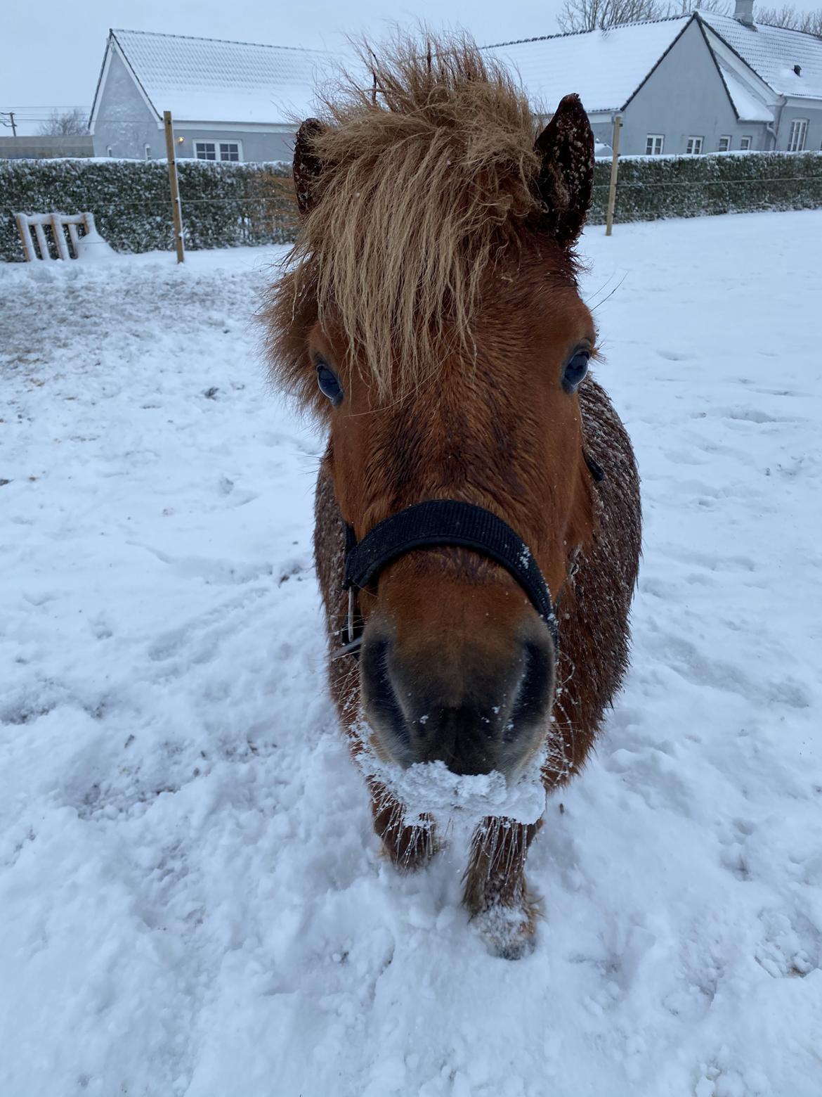 Shetlænder Skovbrynets hügo billede 9