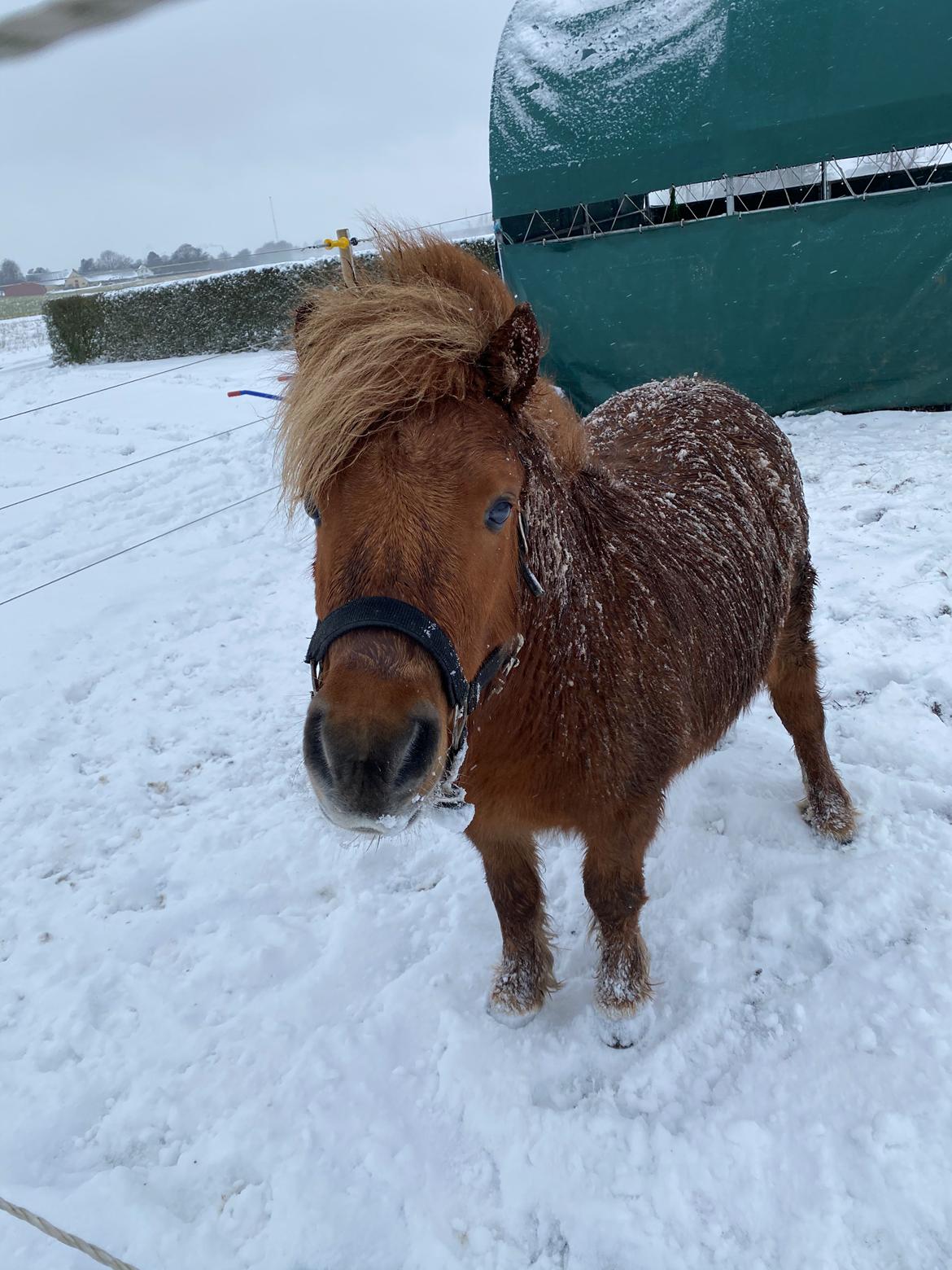 Shetlænder Skovbrynets hügo billede 10