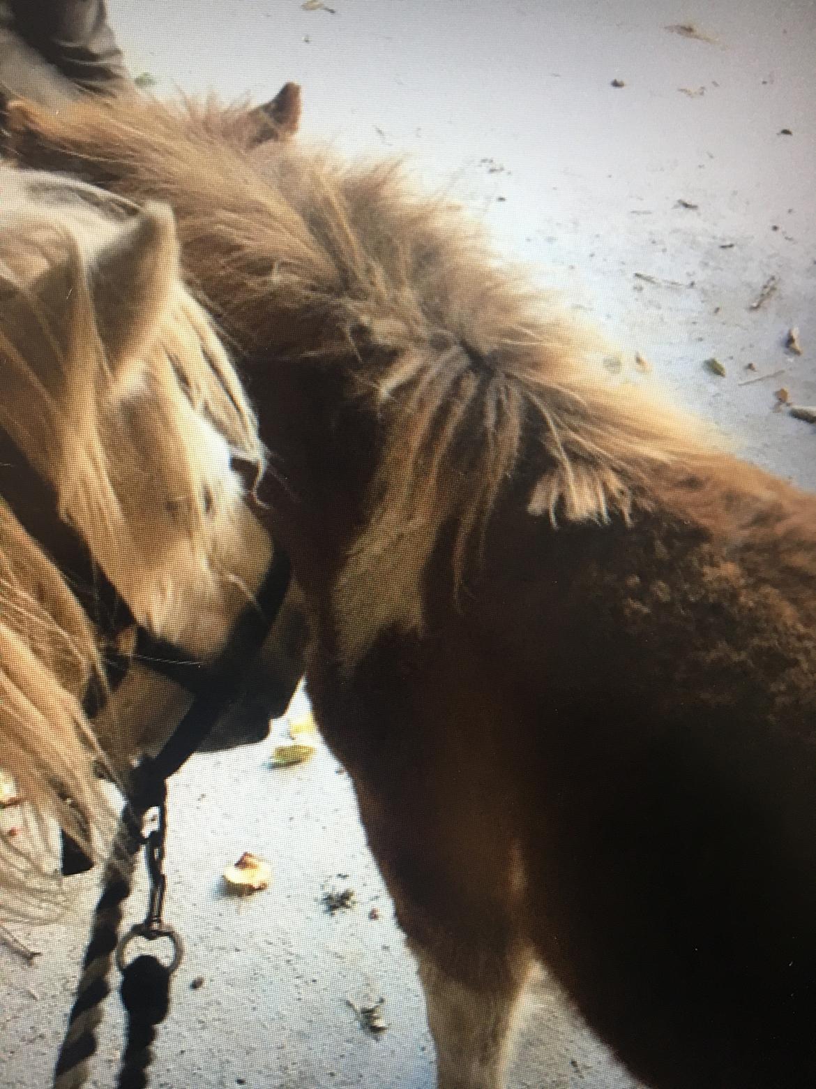 Shetlænder Fiona billede 5