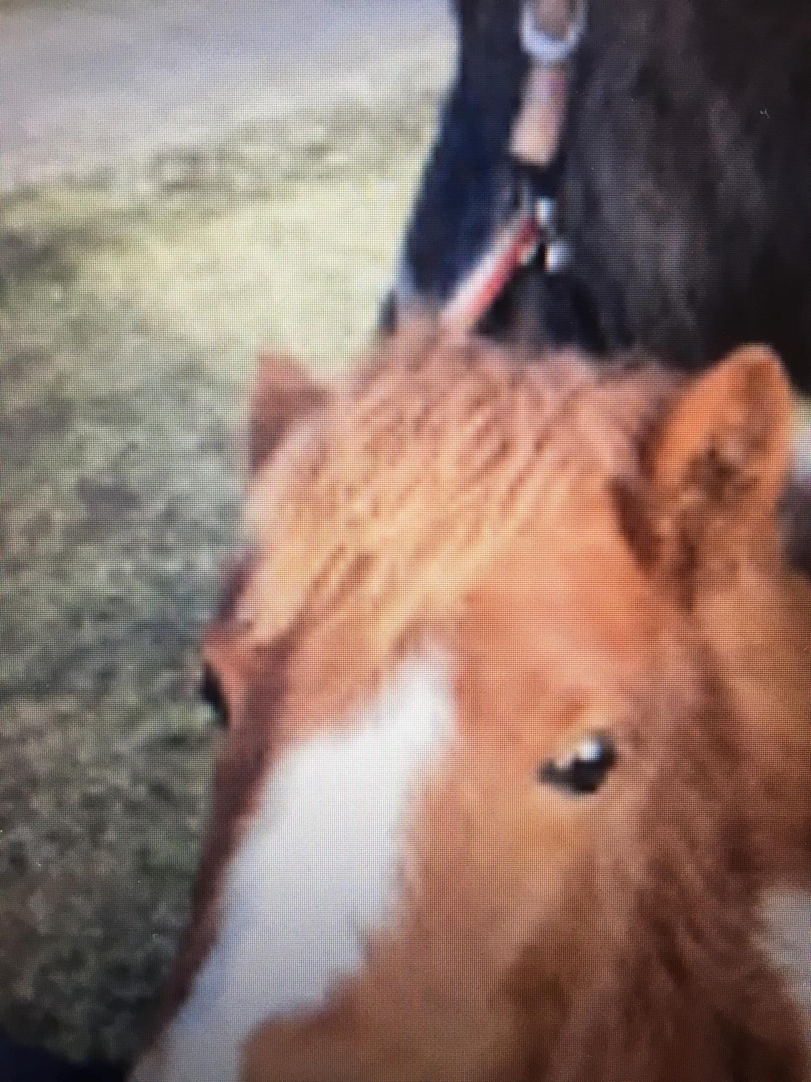 Shetlænder Fiona billede 6