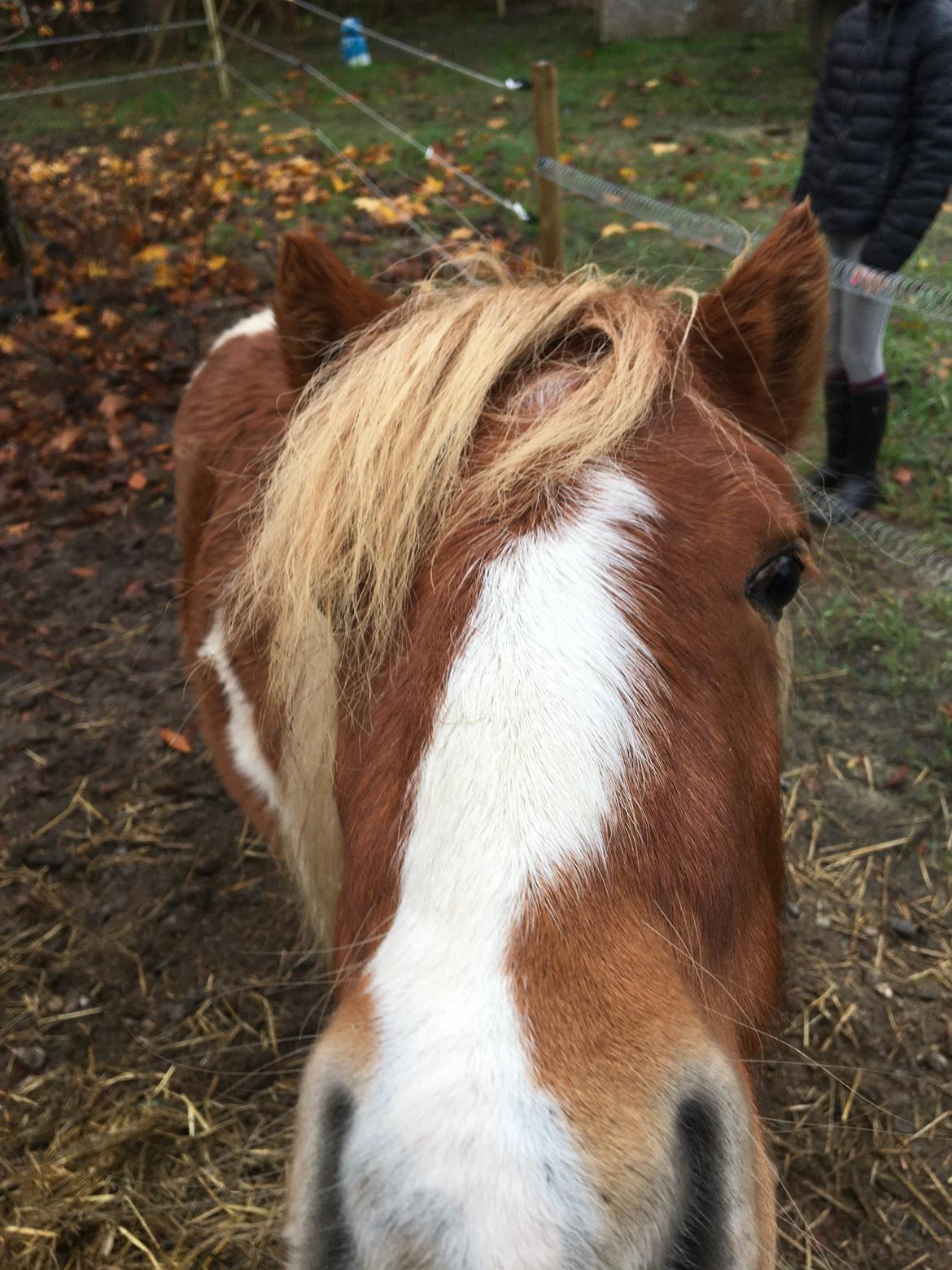 Shetlænder Fiona billede 9