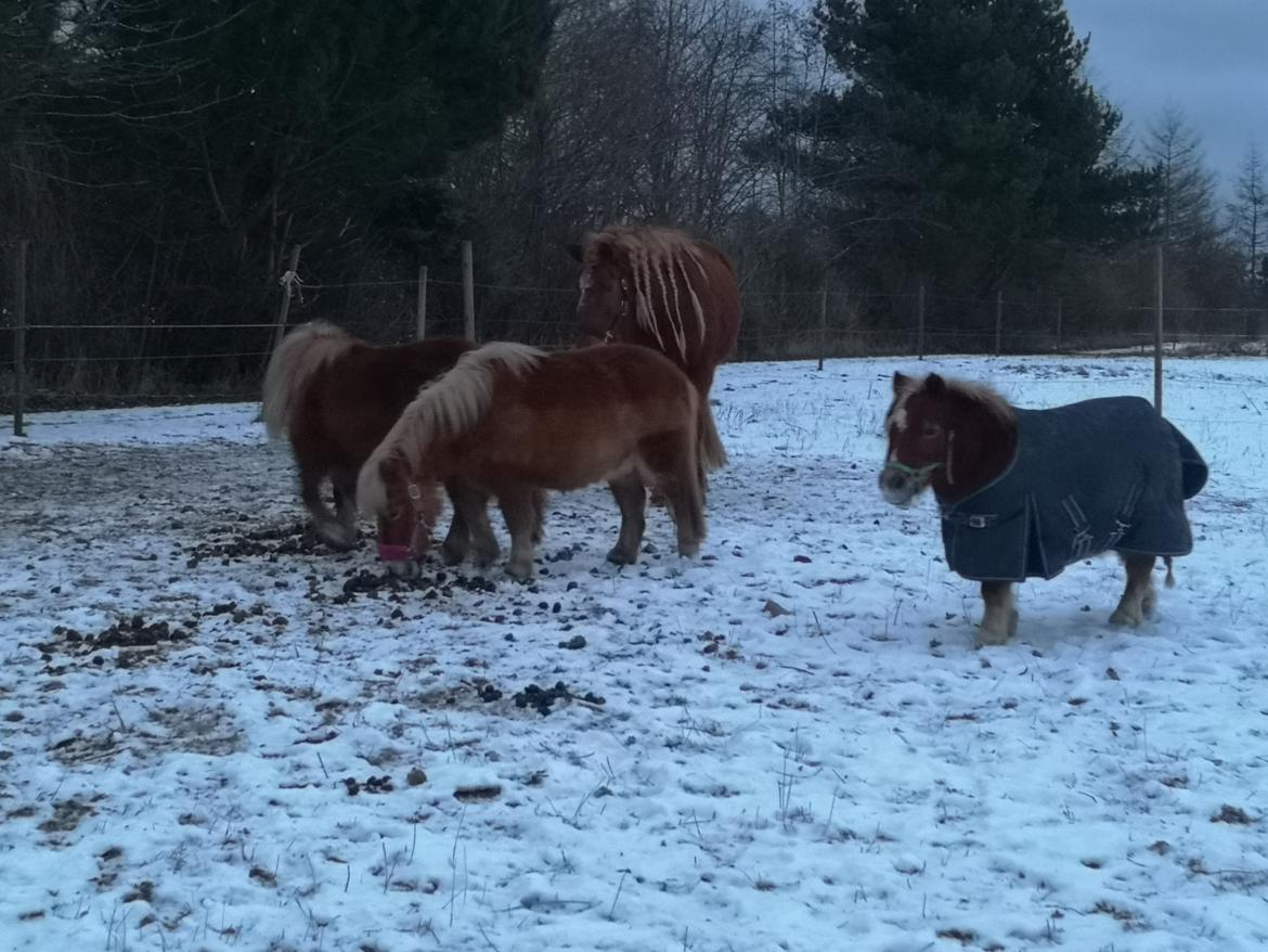 Shetlænder I Bella [Tilde - Lånepony] billede 27