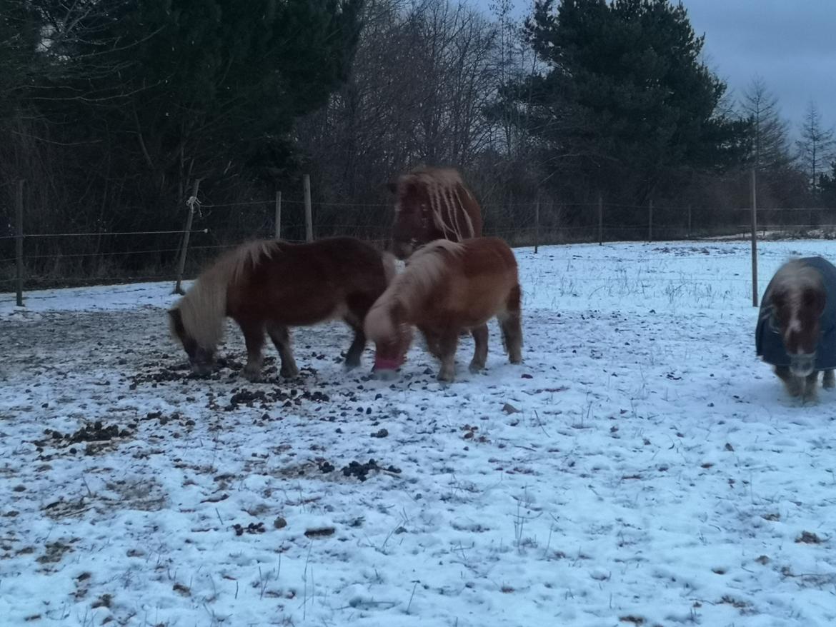 Shetlænder I Bella [Tilde - Lånepony] billede 26