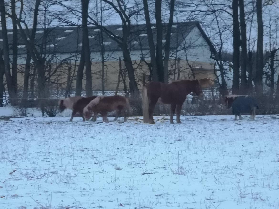 Shetlænder I Bella [Tilde - Lånepony] billede 29