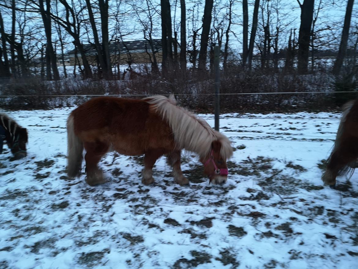 Shetlænder I Bella [Tilde - Lånepony] billede 28