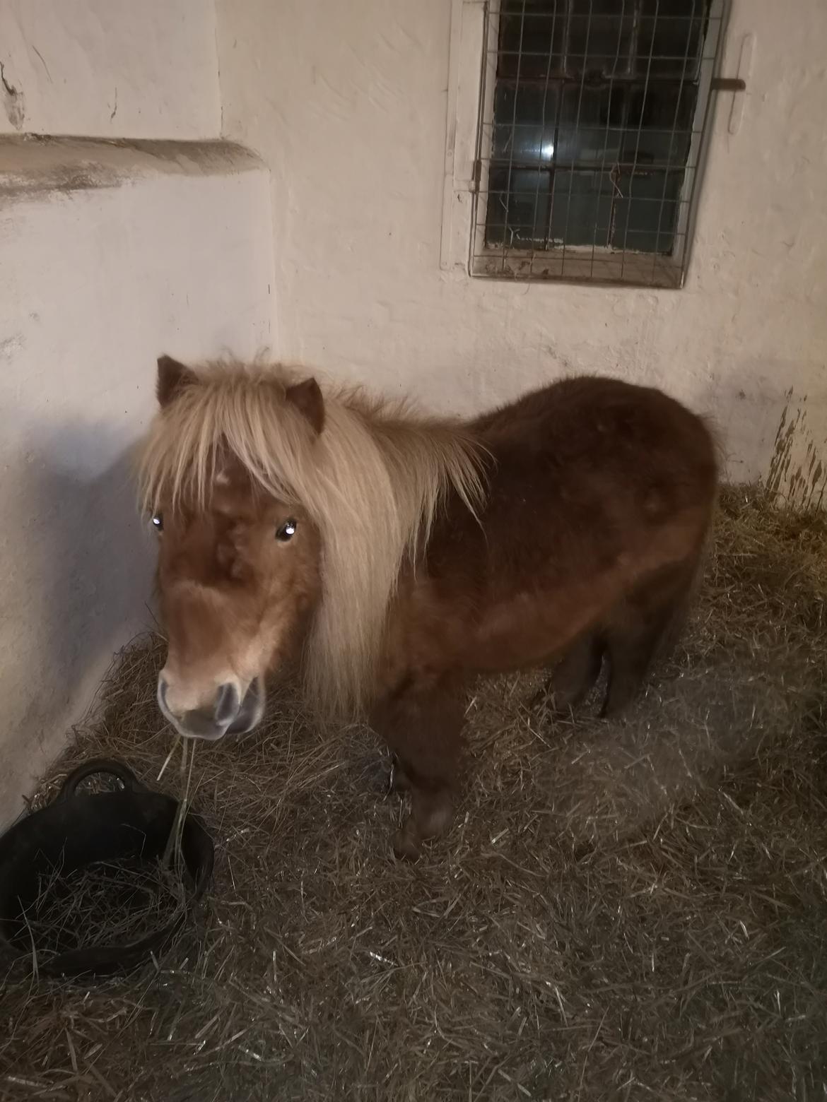 Shetlænder I Bølle [Lånepony] billede 14