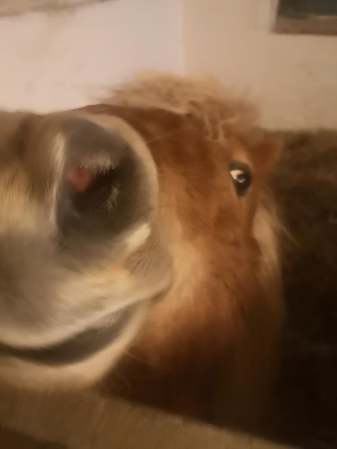 Shetlænder I Bølle [Lånepony] billede 15