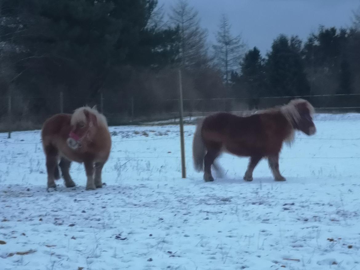 Shetlænder I Bølle [Lånepony] billede 16