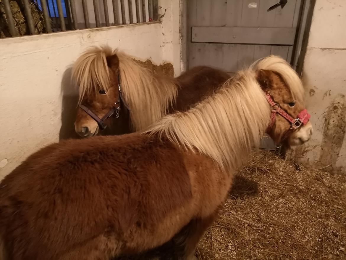 Shetlænder I Bølle [Lånepony] billede 18