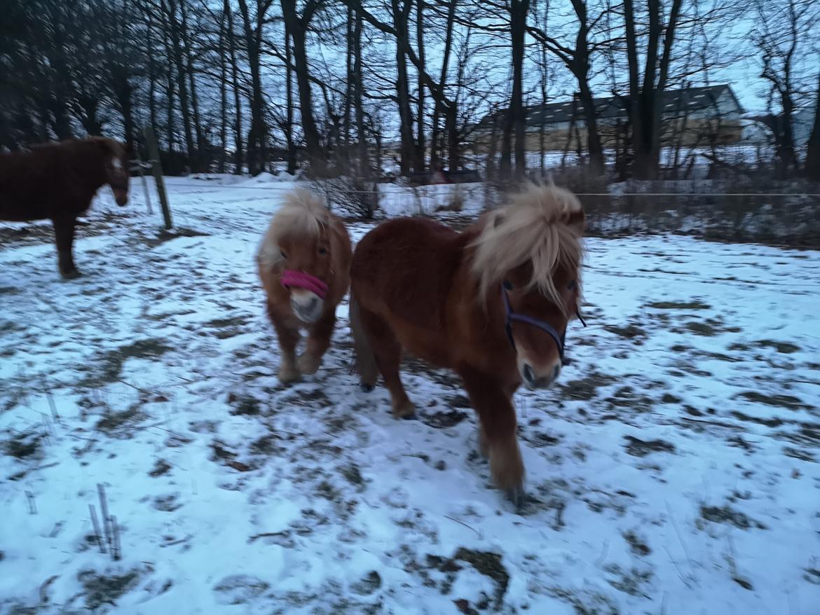 Shetlænder I Bølle [Lånepony] billede 17