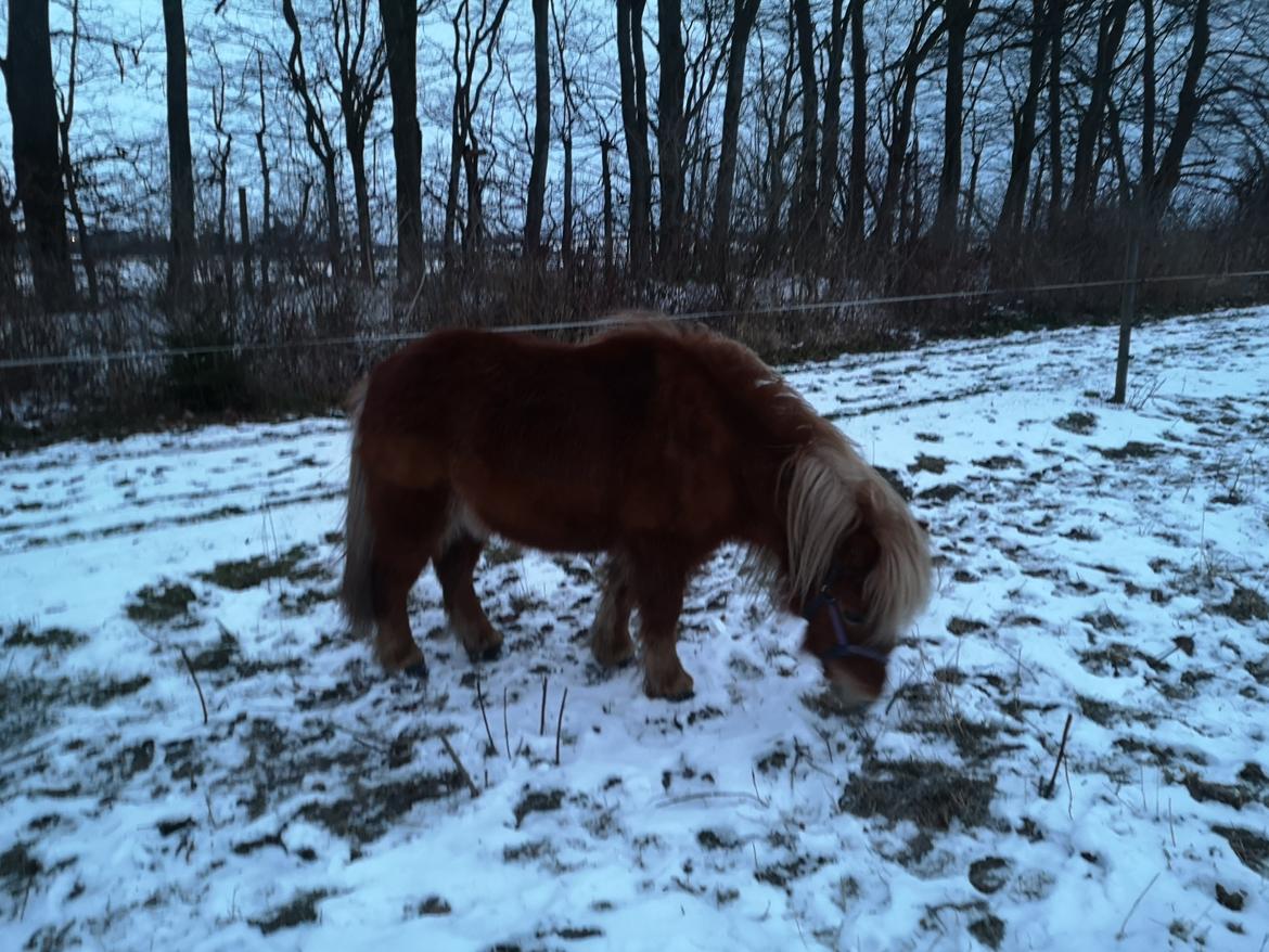 Shetlænder I Bølle [Lånepony] billede 19