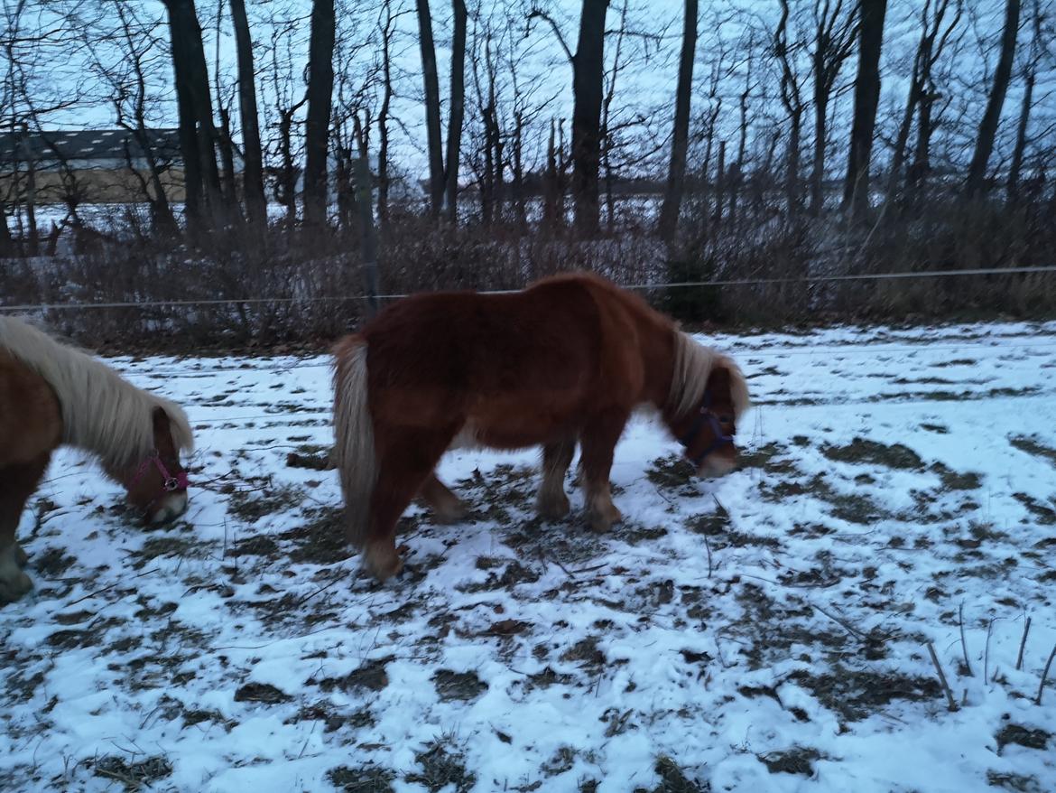 Shetlænder I Bølle [Lånepony] billede 20