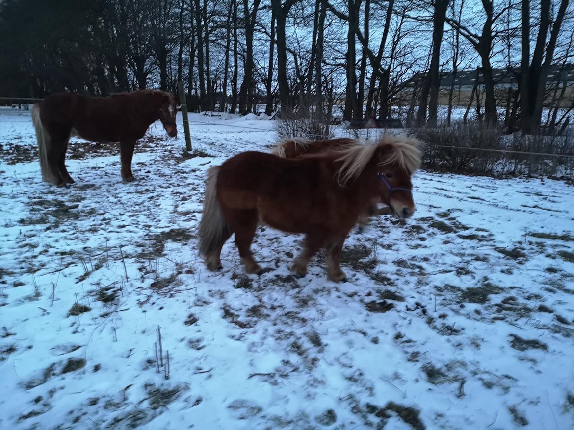 Shetlænder I Bølle [Lånepony] billede 22