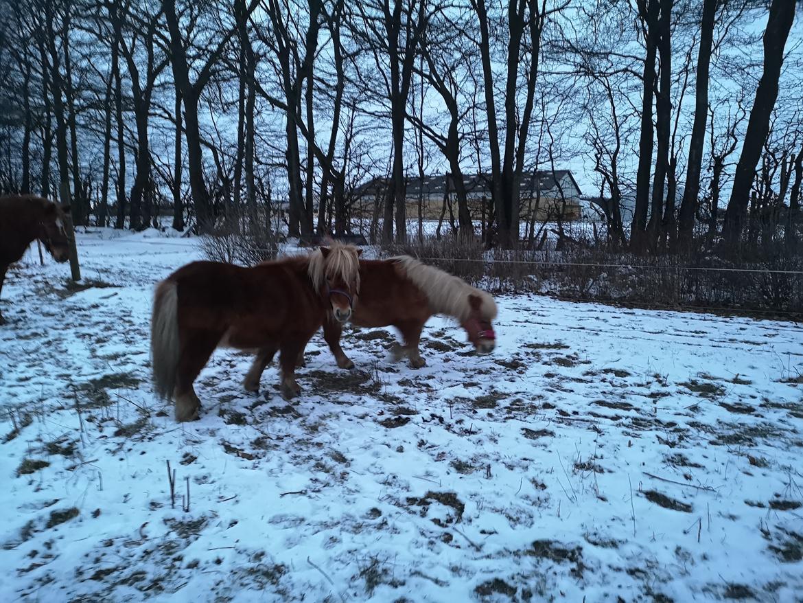 Shetlænder I Bølle [Lånepony] billede 23