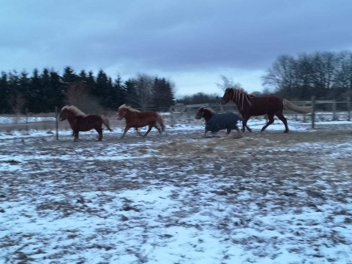 Shetlænder I Bølle [Lånepony] billede 24