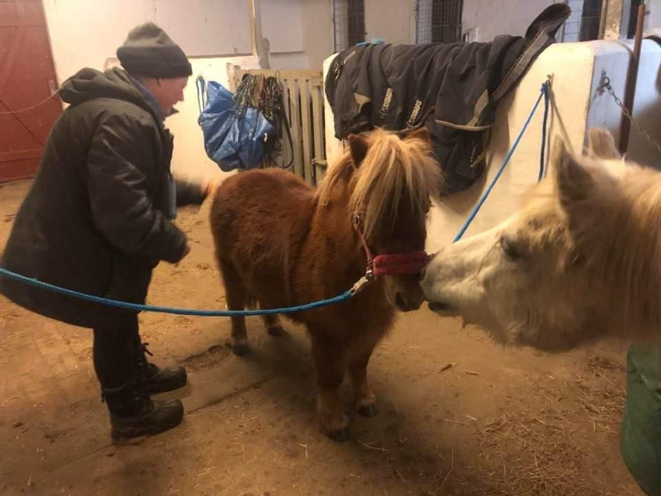 Shetlænder I Bølle [Lånepony] billede 25